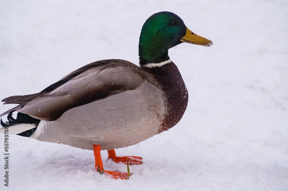 duck in snow duck in snow