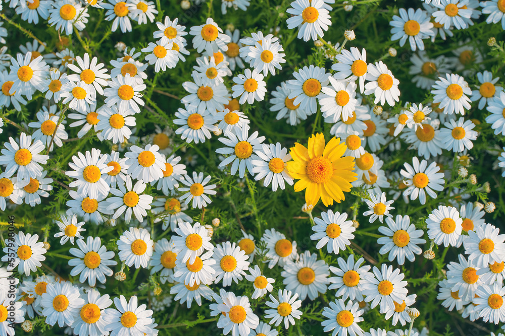 Field of daisies top view. Texture natural background of many flowers chamomile in meadow in grass. Field of daisies top view. Texture natural background of many flowers chamomile in meadow in grass.