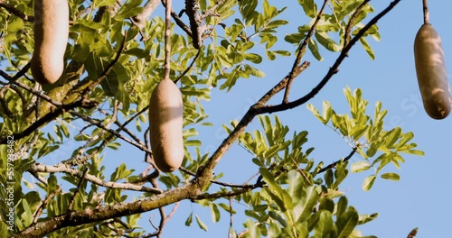 File:Kigelia-Africana-Fruit.JPG - Wikipedia