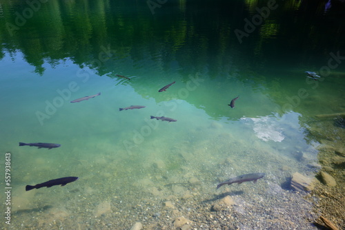 The Blausee is a lake in Bernese Oberland, Kandergrund