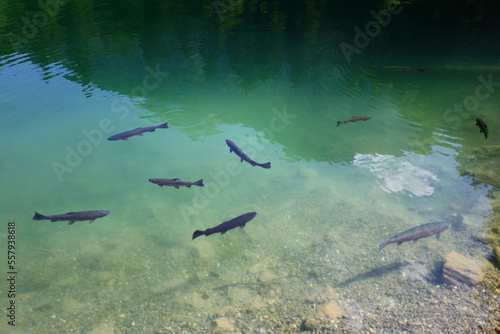 The Blausee is a lake in Bernese Oberland, Kandergrund