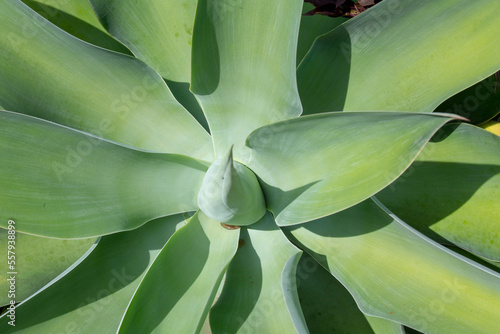 Detail of leaves of swan tail, or Agave