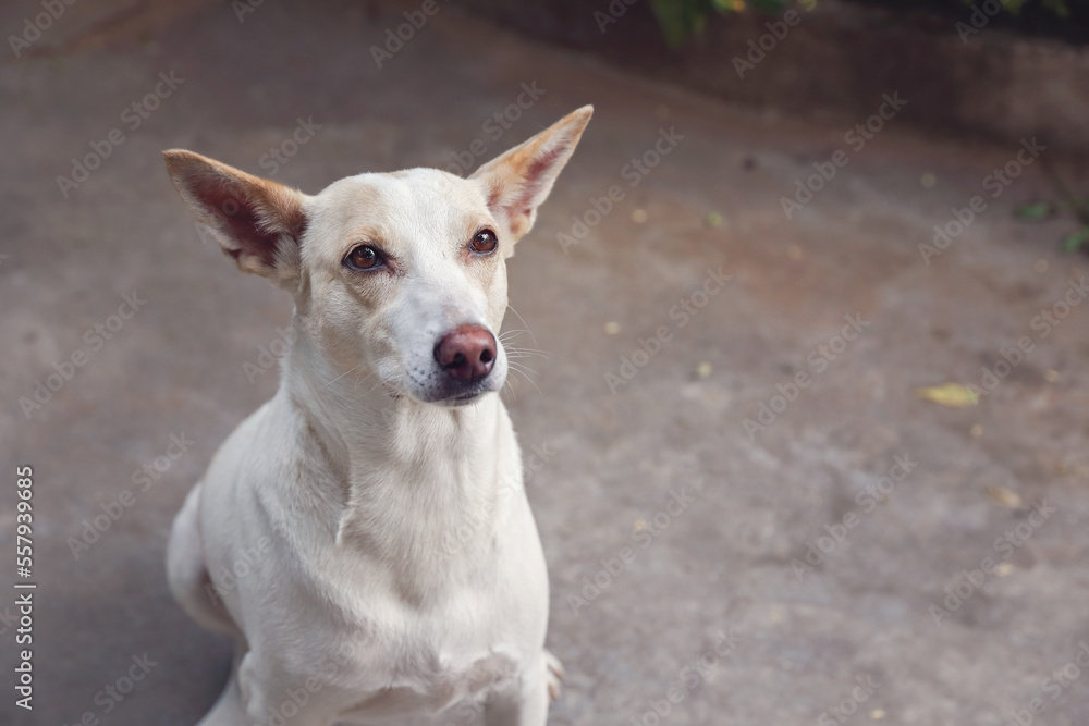 Portrait of Indian breed dog
