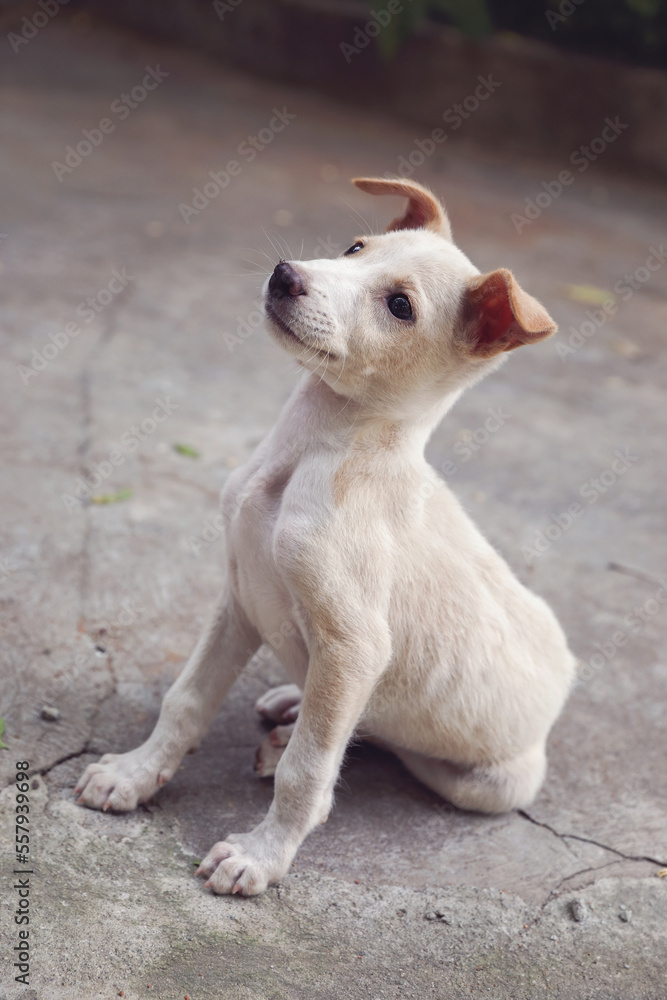 Portrait of Indian puppy dog posing to camera
Portrait of Indian puppy dog posing to camera
