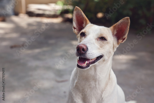 Portrait of Indian breed dog 