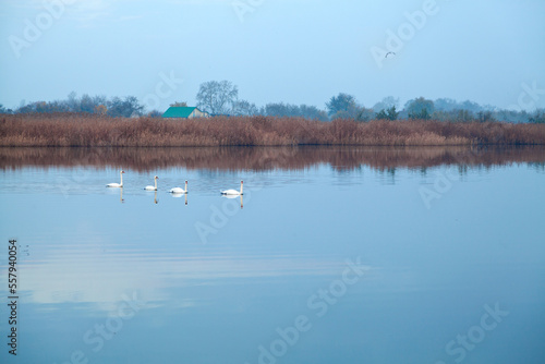 Family of four white swans on calm waters of the river in the morning, countryside background. Peaceful Ukraine