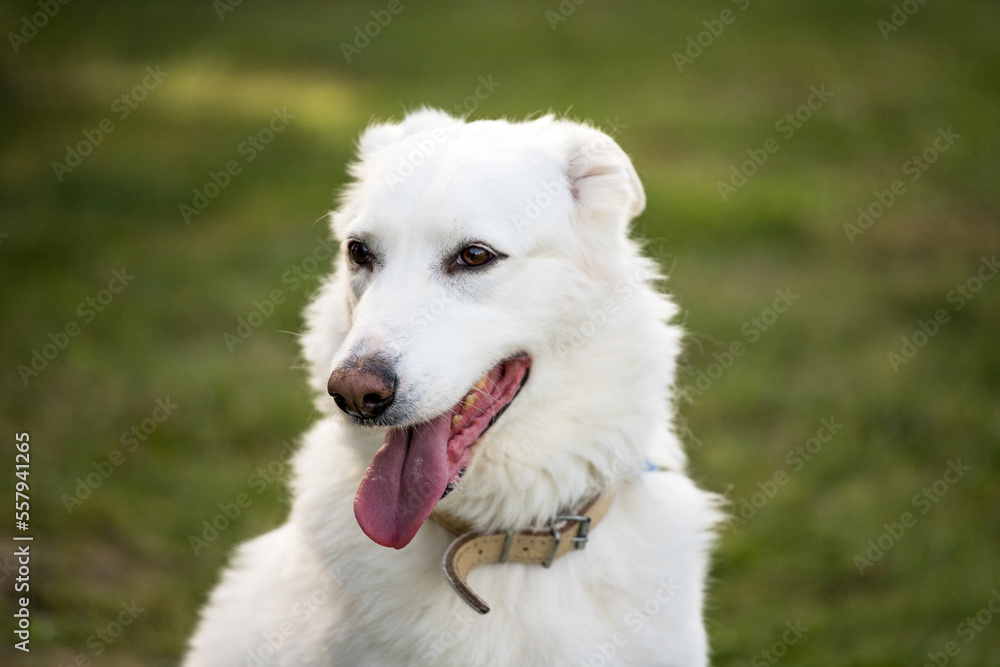 happy white dog