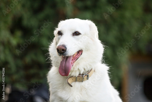 happy white dog