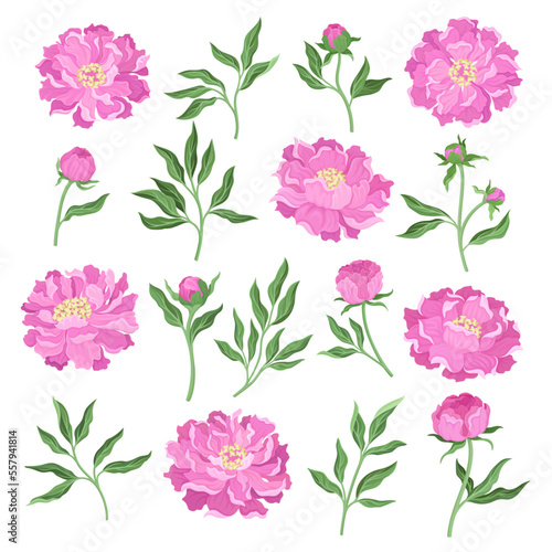 Set of blooming peony garden flowers. Buds, leaves and blooming flower, floral decor element for invitation, greeting card cartoon vector © Happypictures