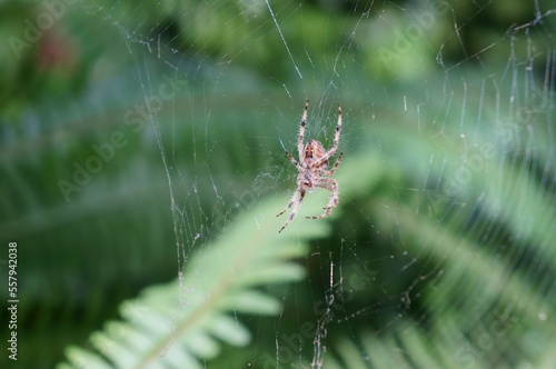 Spider on web in the forest