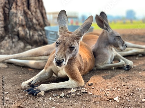 Kangaroo relaxing