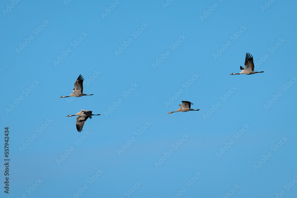 Obraz premium Common crane (Grus grus).