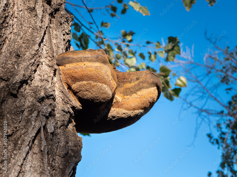 Obraz premium Big tree mushrooms growing on an old tree trunk. Woodland mushrooms