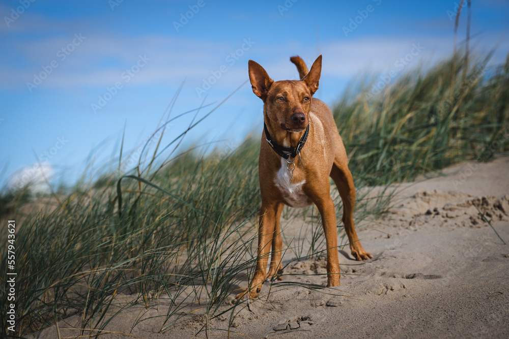 Podenco Hund am Strand der Nordsee Podenco Hund am Strand der Nordsee
