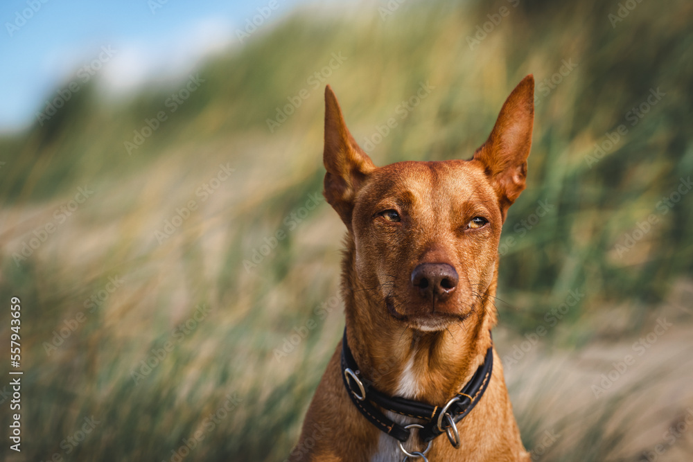 Podenco Hund am Strand der Nordsee Podenco Hund am Strand der Nordsee