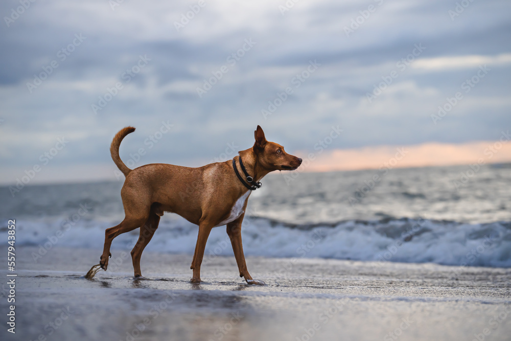 Podenco Hund am Strand der Nordsee