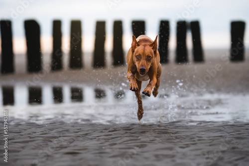 Podenco Hund am Strand der Nordsee
