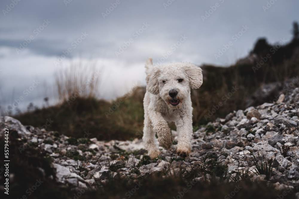 Weisser Hund in Bergen Weisser Hund in Bergen