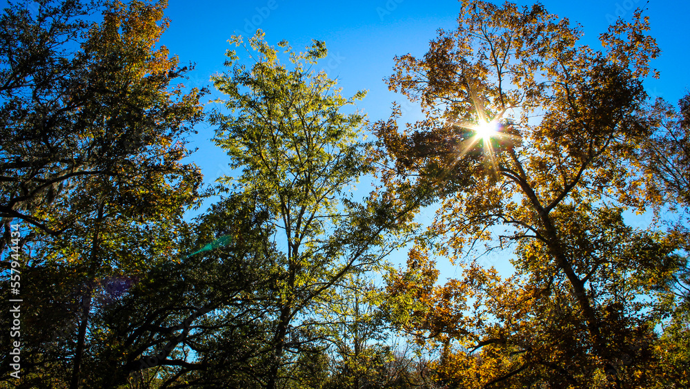 Obraz premium Trees and Sky