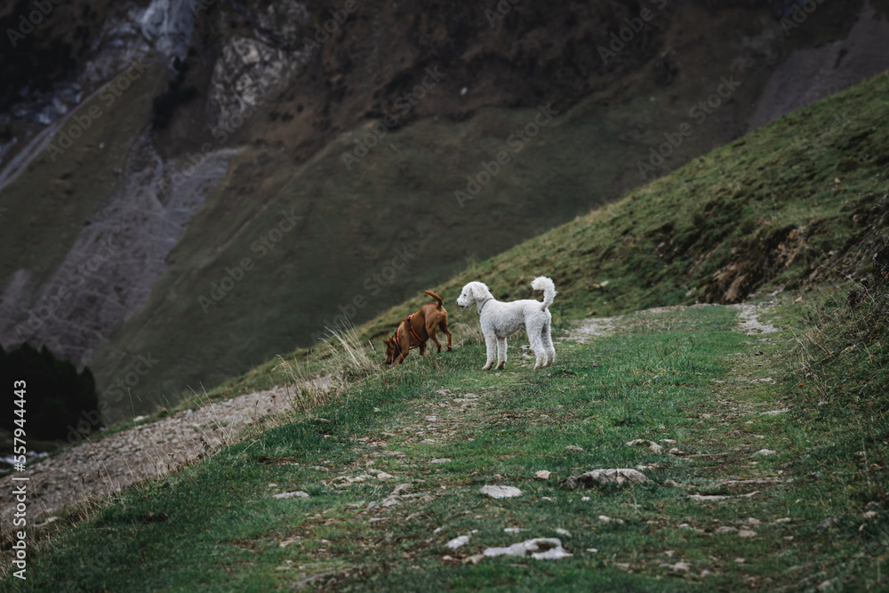 Hunde in Alpenlandschaft