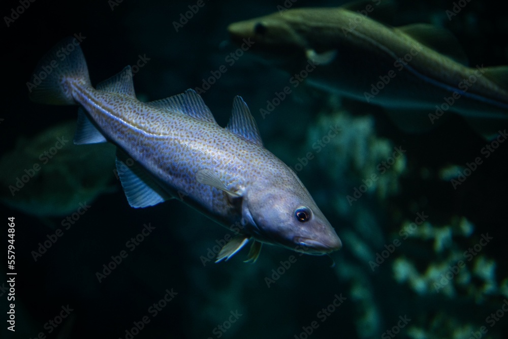 Unterwasseraufnahme von einem Seelachs Unterwasseraufnahme von einem Seelachs