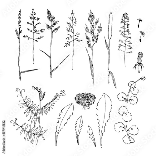 Set of wildflower plant. Flower and floral leaves hand drawn vector illustration