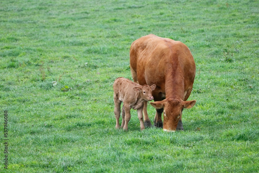 Fototapeta premium Vache limousine