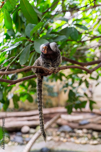 A common marmoset (Callithrix jacchus) sits on a branch photo