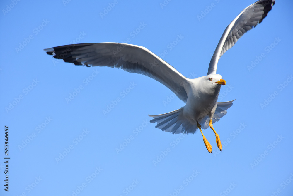 A huge seagull in the historical harbor of Izmir Foça, opening its wings in the air and looking for fish in the sea A huge seagull in the historical harbor of Izmir Foça, opening its wings in the air and looking for fish in the sea