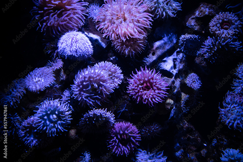  ansammlung von seeigeln am boden eines aquariums - seeigel gehören zur gattung der stachelhäutern