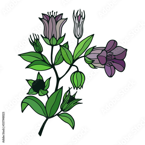 Belladonna berry flowers. Vector stock illustration eps10. Outline  isolate on white background. Hand drawn.