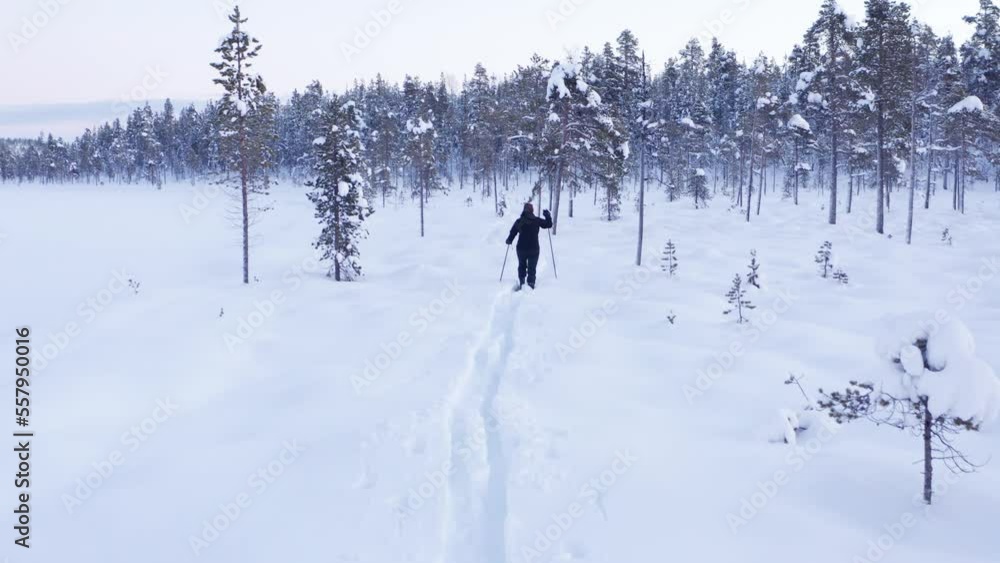 cross country skiing in deep snow in north on a swamp with winter skiis