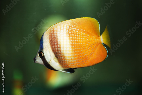 Blacklip, Sunburst, or Orange Butterflyfish (Chaetodon kleinii)