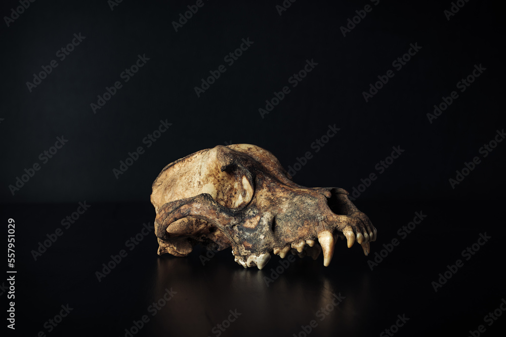 real dog skull isolated on black background, remain dead animal head, bone skeleton detail, anatomical close-up, copy space. real dog skull isolated on black background, remain dead animal head, bone skeleton detail, anatomical close-up, copy space.