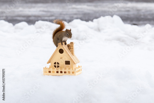 Side view of tiny American red squirrel perched on tiny wooden house foraging for peanuts in winter photo