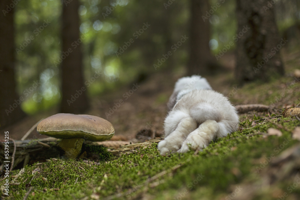 Obraz premium rabbit from behind