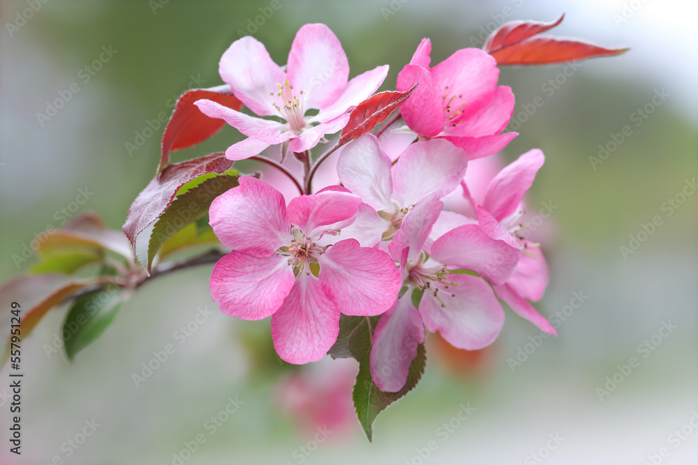 Obraz premium Malus floribunda. Blossom pink apple tree flowers in springtime. Japanese apple tree. Cherry blossoms in full bloom. Japanese spring scene. Blooming tree in the garden. Close up of pink flowers 