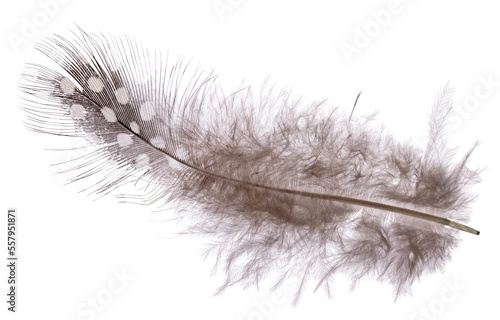 isolated fluffy dark feather in medium white spots