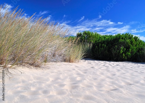 Vegetacion en las dunas.