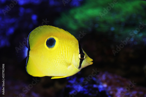 Yellow Teardrop Butterflyfish (Chaetodon interruptus) from Maldives