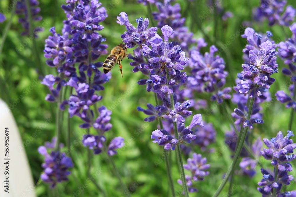 Slovac flower market, purple with bee Slovac flower market, purple with bee