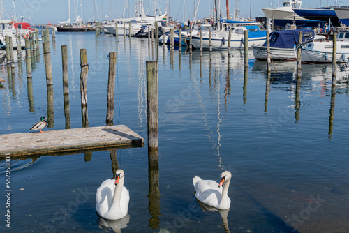 Embankment by the sea. White swans swim in the sea. Denmark. Copenhagen.