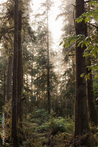 morning in the woods