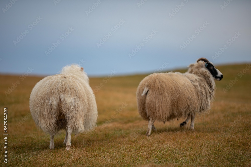 Obraz premium Mouton Islandais