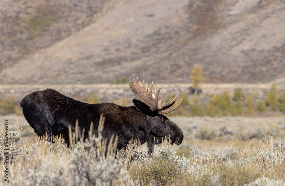 Bull Shiras Moose During the Rut in Grand Teton National Park Wyoming in Autumn Bull Shiras Moose During the Rut in Grand Teton National Park Wyoming in Autumn