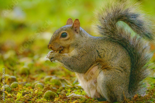 Side-on shot of squirrel eating a nut with copy space and shallow depth of field 