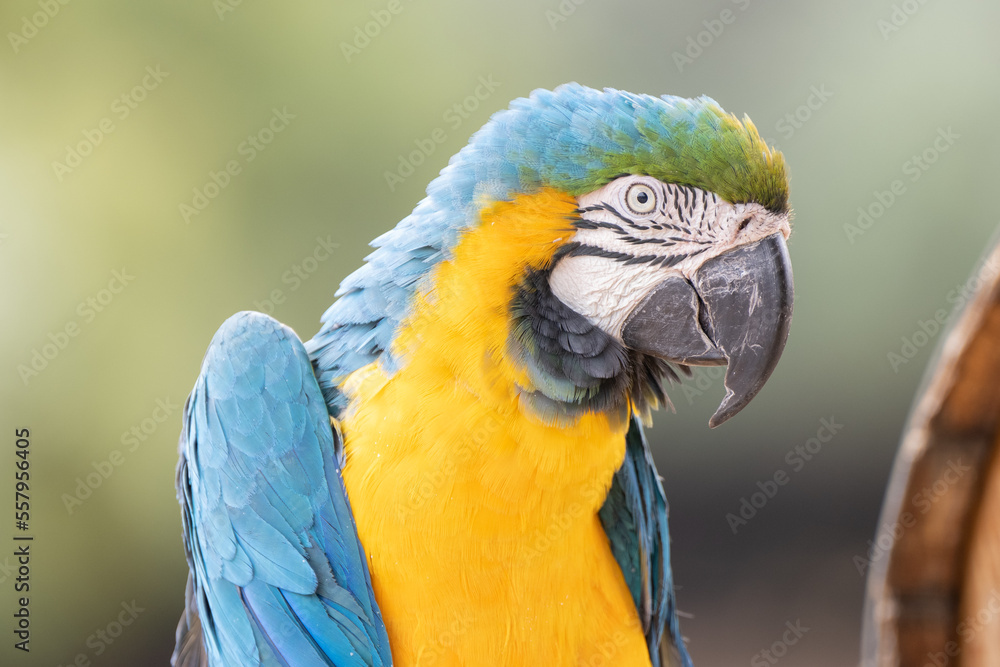 blue throated macaw poses for a close up portrait while perched on a sunny day