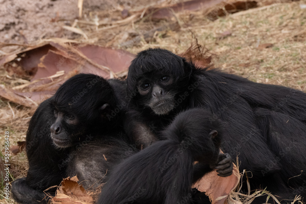 Fototapeta premium captive black faced spider monkey is waiting for food to eat