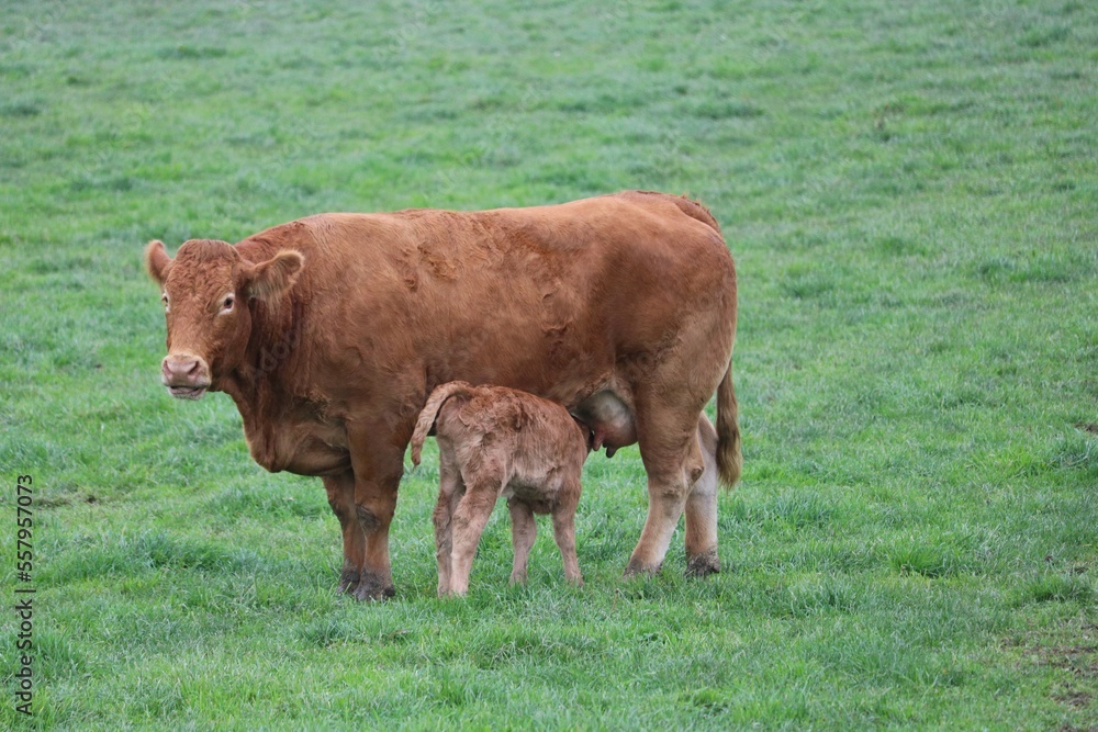 Vache limousine