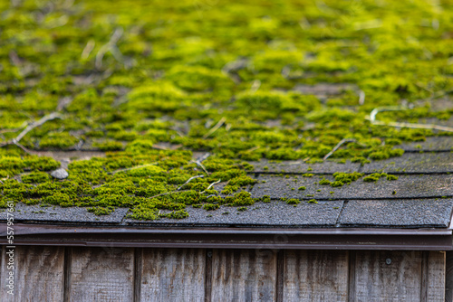 Mossy Wooden Roof